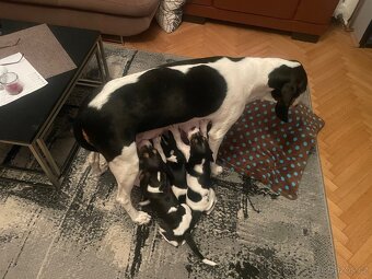 Prodáme malé psíky bernského honice - 5