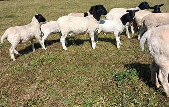 Letošní roční ovečky - 5