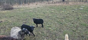 Beránci ze Strážek - 5