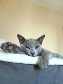 Ruská modrá kocour ke krytí - 5