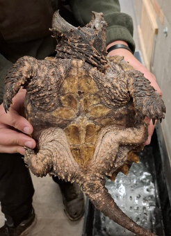 Prodám kajmanky supí - 5