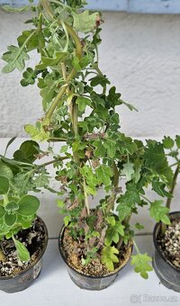 Rýmovníky & Chřipkovník & Migrénovník - 5