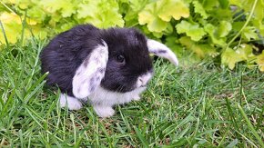 Zakrslý králík, zakrslý králíček beránek - 5