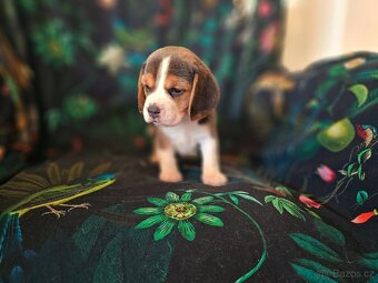 BEAGLE - bigl, beautiful puppies ZKwP/ FCI - 5