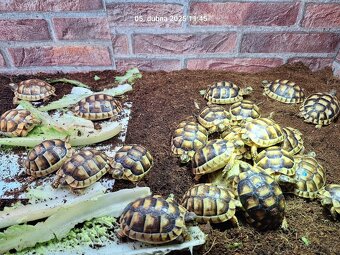 Suchozemská želva VROUBENÁ - Testudo Marginata - 5