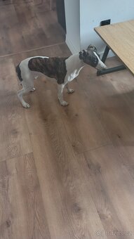 Chart angielski whippet FCI suczka - 5