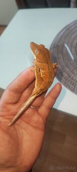 Mláďata pagekonů - 5