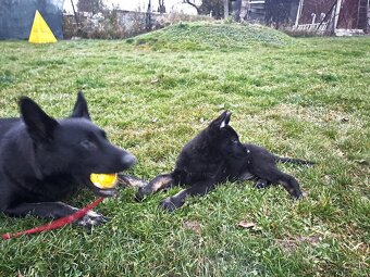 Německý ovčák - štěňata - 5