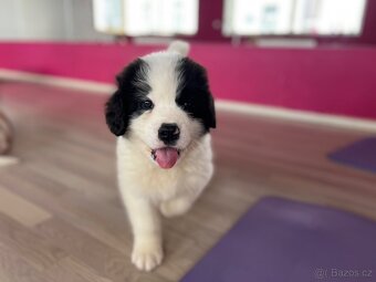 YogaPets - Jóga se štěňátky / štěňaty v Praze - 5