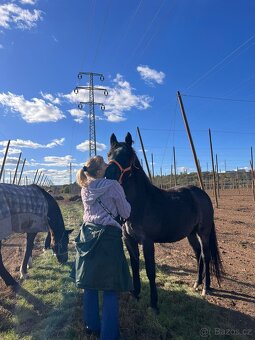 Shanim někoho ke koním - 5