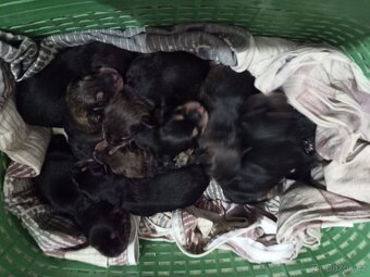 Prodam štěňata Rotvajller - Československý vlčák - 5