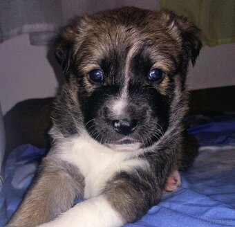 Prodám štěňátka středního vzrůstu - 5