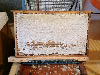 Včelí med akátový - 5