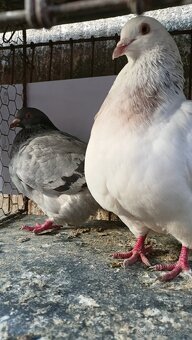 Prodám holuby - 5
