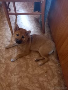 Prodám pejsky Shiba Inu - 5