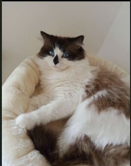 Ragdoll kotátka bez PP - 5
