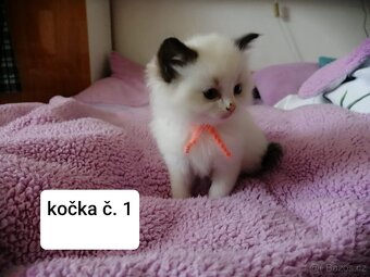Ragdoll koťátka - 5