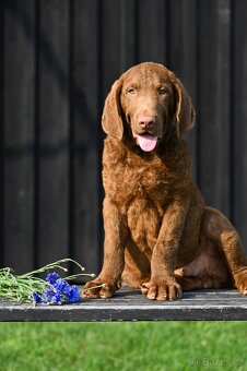 Hnědý retriever(jako hnědý labrador-chesapeake)sPP - 5