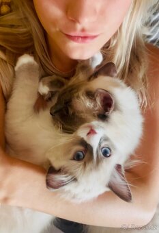 Ragdoll koťátka - 5