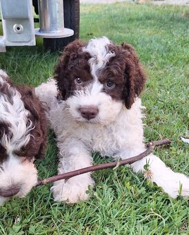 Lagotto romagnolo s PP (italský vodní pes) - 5