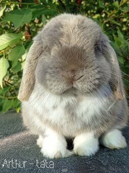 Zakrslý králíček Mini lop - 5