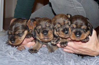 Jezevčík standard drsnosrstý s PP - 5