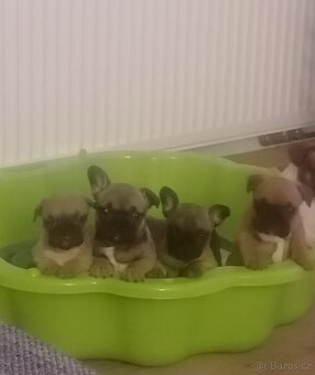 Francouzský buldoček - 5