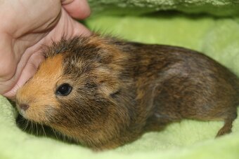 Morčecí chlapečci - 5