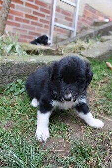 Border kolie štěňata - 5