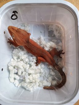 Pagekon řasnatý ( Rhacodaktylus Ciliatus) - 5