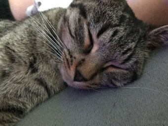 Daruji tříletou kočičku - 5