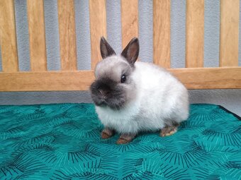 Zakrslý siamský žlutý MINI sameček - 5