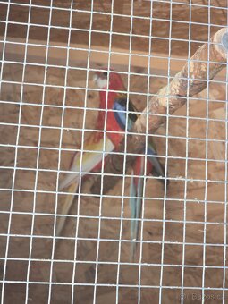 Rozela rubino a pestrá - 5