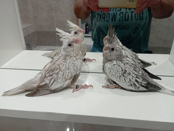 Korelky ručně dokrmené Brno - 5