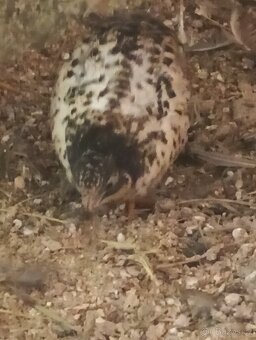 Křepelka činska - 5