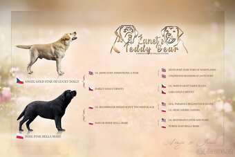 Labradorský Retriever s PP - 5