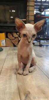 Sphynx - 5