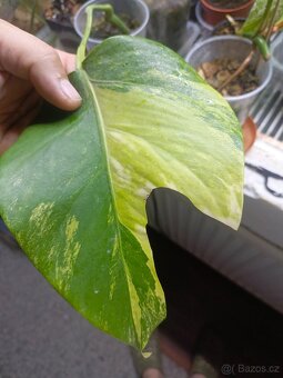 Monstera aurea rizek - 5