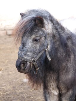 Prodej klisny Shetland pony - 5