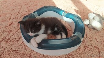 Kočka Evropská & Ragdoll - 5