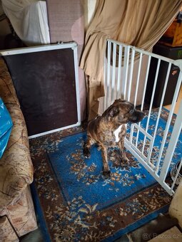 Americký pitbul teriéra - 5