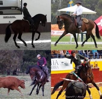 Lusitano hřebec - připouštění - 5
