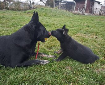 Německý ovčák - štěňata - 5