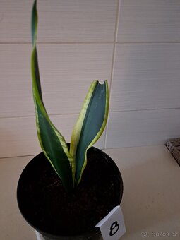 Sansevieria "tchynin jazyk" - 5