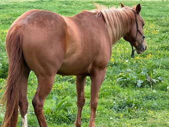 Paint horse APH - 5