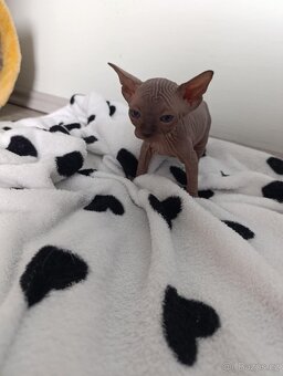Kanadský sphynx - 5