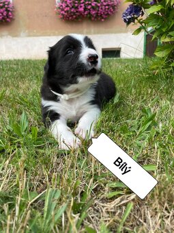 Roztomilá čistokrevná štěňátka Border kolie bez PP - 5