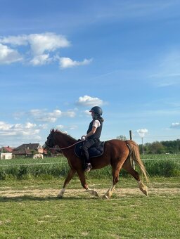 Welsh pony A - Pretoria Fascinata - 5