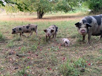 Prodám letošní selata pastevního prasete – typ kune-kune - 5