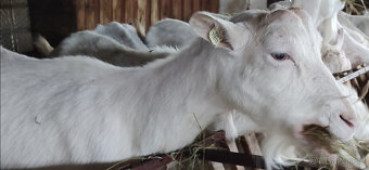 PLEMENNÉ KOZY BÍLÉ KRATKOSRSTÉ- BIO CHOV PLEMENNÝCH KOZ VČET - 5